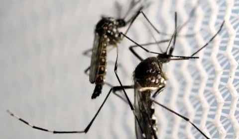 Anvisa deve avaliar vacina brasileira da dengue nas próximas semanas