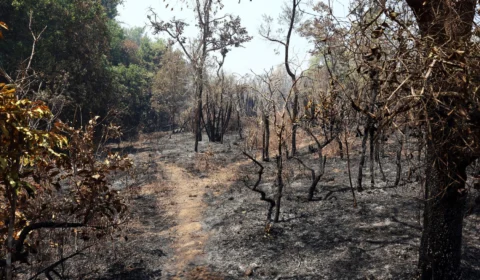 Parque Nacional intensifica fiscalização para evitar novos incêndios