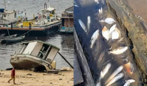 Seca no Amazonas 2024: peixes aparecem mortos em lago; confira atualizações