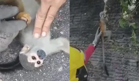 VÍDEO: Macaco é reanimado após tentar fugir de incêndio em Manaus