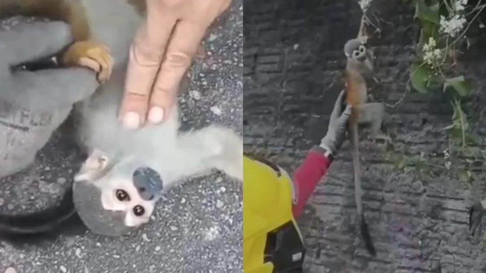 VÍDEO: Macaco é reanimado após tentar fugir de incêndio em Manaus