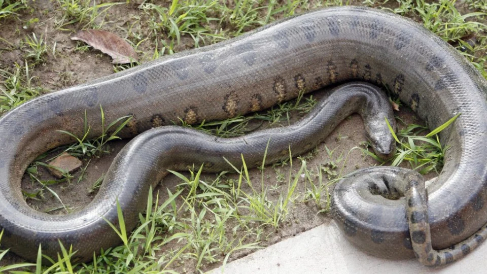 Sucuri de 3 metros chama atenção ao atravessar a BR-174 em Rorainópolis; veja vídeo