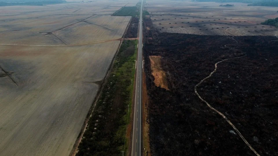 Desmatamento isola 23% da Amazônia e pode transformar floresta em savana