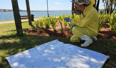 Calor e seca favorecem febre maculosa no DF: dois casos confirmados