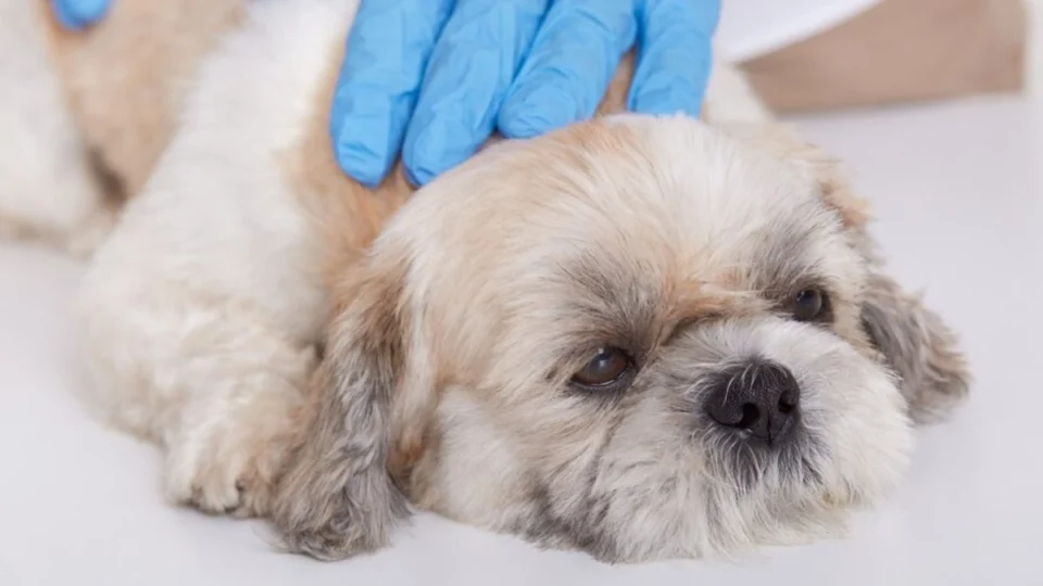 Cachorro com febre: saiba como identificar e o que fazer