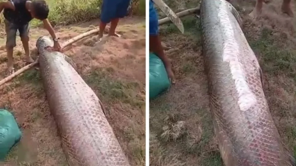 Pescadores capturam pirarucu pesando 100kg no Acre
