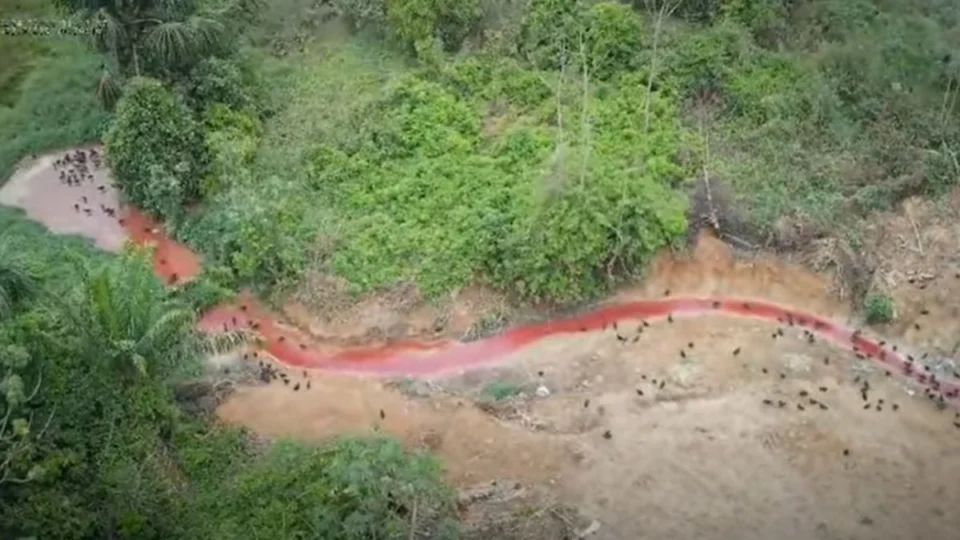 VÍDEO: frigorífico despeja sangue bovino em lago de Boca do Acre