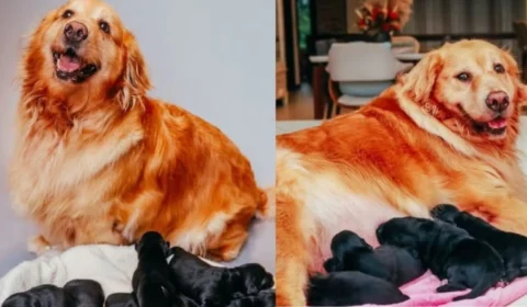 Golden Retriever fica grávida de Shih tzu e viraliza; veja fotos