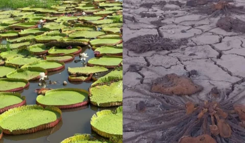 Seca severa provoca a morte de vitórias-régias; veja vídeo