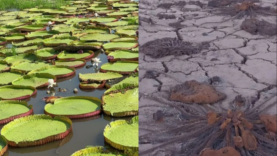 Seca severa provoca a morte de vitórias-régias; veja vídeo