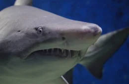 Ataque de tubarão: turista desaparecida é encontrada em estômago de animal nos EUA