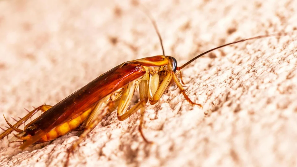 Passageira do DF viajou por 15 horas em ônibus infestado de baratas