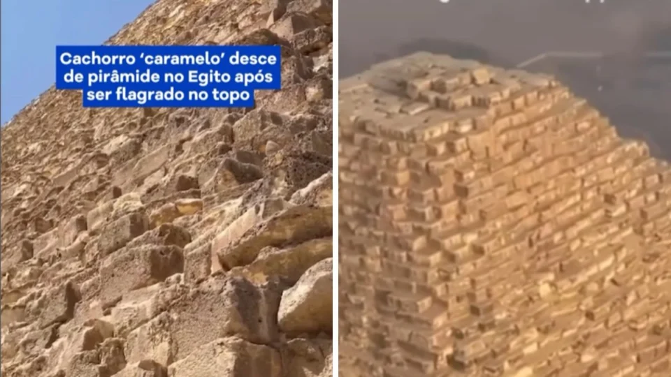 Cachorro ‘caramelo’ desce de pirâmide no Egito após ser flagrado no topo; vídeo