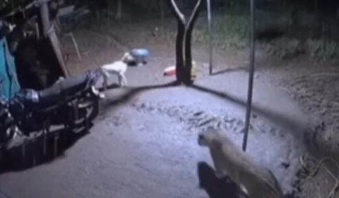 Cachorro encara onça-pintada, mas reviravolta inesperada muda rumo do confronto; assista