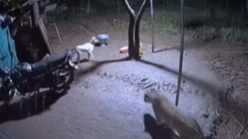 Cachorro encara onça-pintada, mas reviravolta inesperada muda rumo do confronto; assista