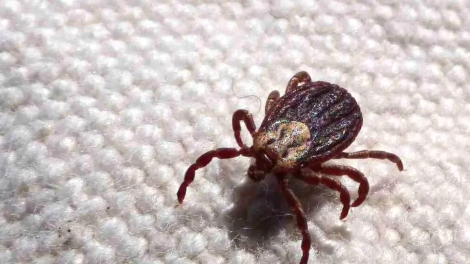 Distrito Federal confirma terceiro caso de febre maculosa em 2024