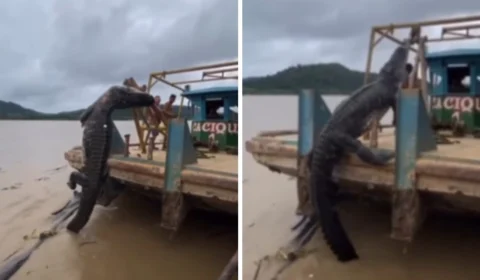 Garimpeiros capturam jacaré, mas final inesperado viraliza; confira o vídeo