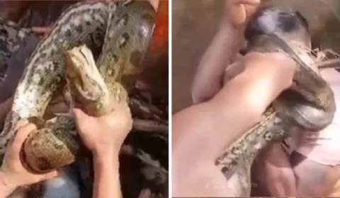 Homem enfrenta sucuri com mordida para escapar de ataque no Pará; assista
