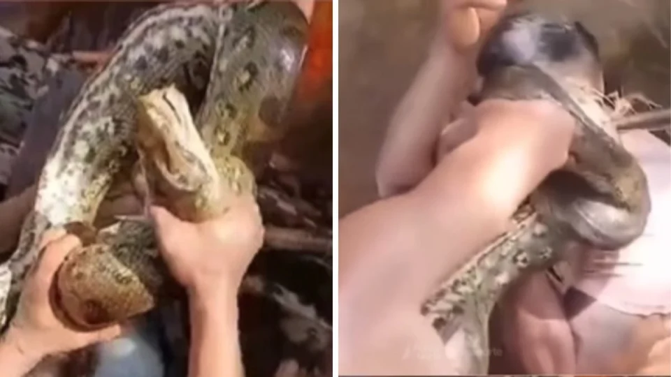 Homem enfrenta sucuri com mordida para escapar de ataque no Pará; assista