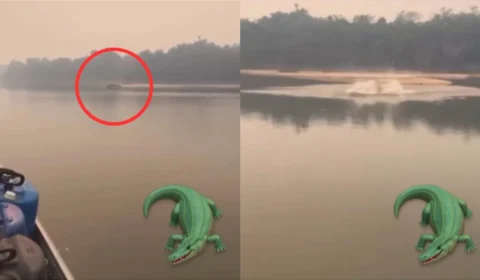 Jacaré avança contra lancha no Rio Amazonas e vídeo surpreende a internet; assista