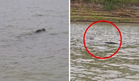 Jacaré ‘gigante’ no Rio Madeira levanta alerta para banhistas em Porto Velho (RO); assista