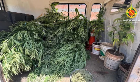 Mais de 100 pés de maconha são apreendidos em laboratório de drogas no DF