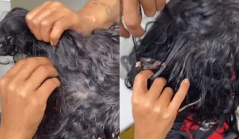 Mulher esconde gambá no cabelo e choca ao revelar animal; veja