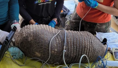 O maior tatu-canastra, com órgão reprodutor de 33 centímetros, é visto no Mato Grosso do Sul