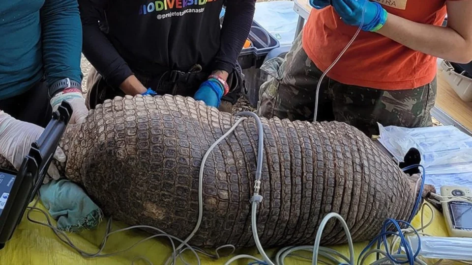 O maior tatu-canastra, com órgão reprodutor de 33 centímetros, é visto no Mato Grosso do Sul