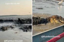 Segundos de tensão! Voadeira arrisca rota por área infestada de jacarés no Careiro da Várzea