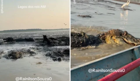 Segundos de tensão! Voadeira arrisca rota por área infestada de jacarés no Careiro da Várzea