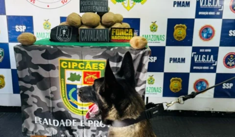 Cão encontra mais de 18kg de cocaína em formato de batata em embarcação no AM