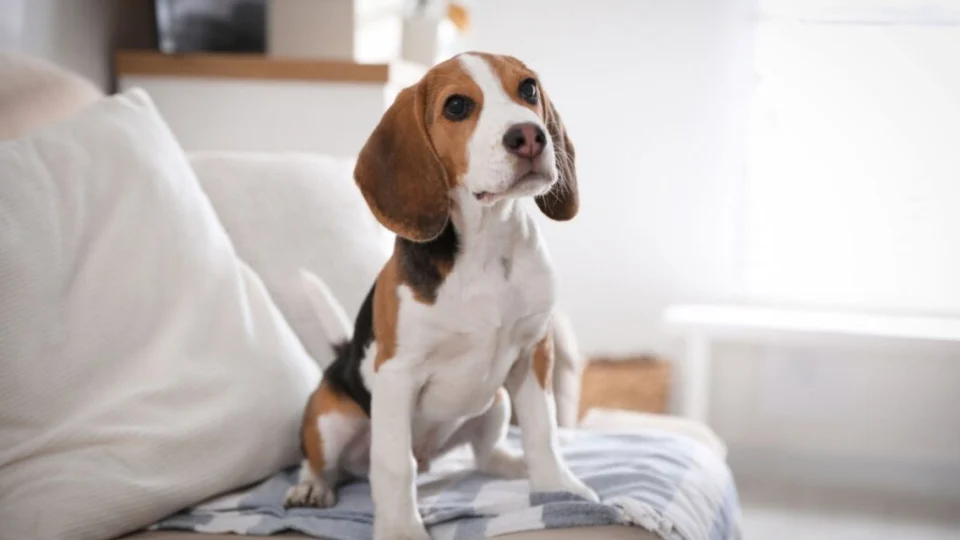 10 nomes de personagens da Nickelodeon para cachorros