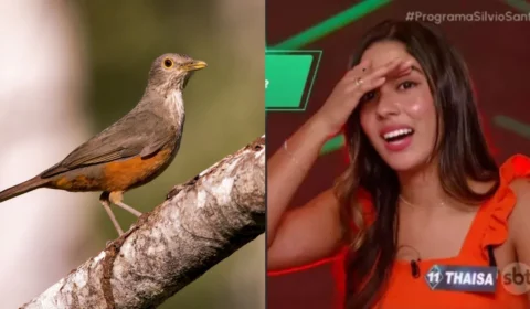 Sábia-laranjeira: veja qual é a ave símbolo do Brasil