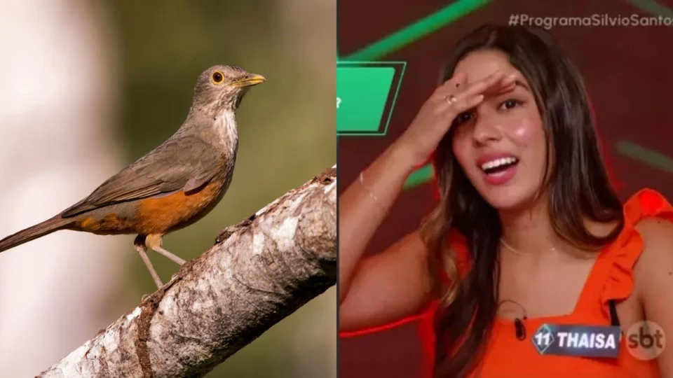 Sábia-laranjeira: veja qual é a ave símbolo do Brasil