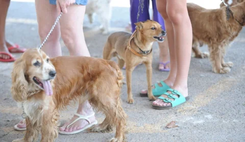 Nova regra aprovada pelo Senado atinge donos de pets; saiba o que deve mudar