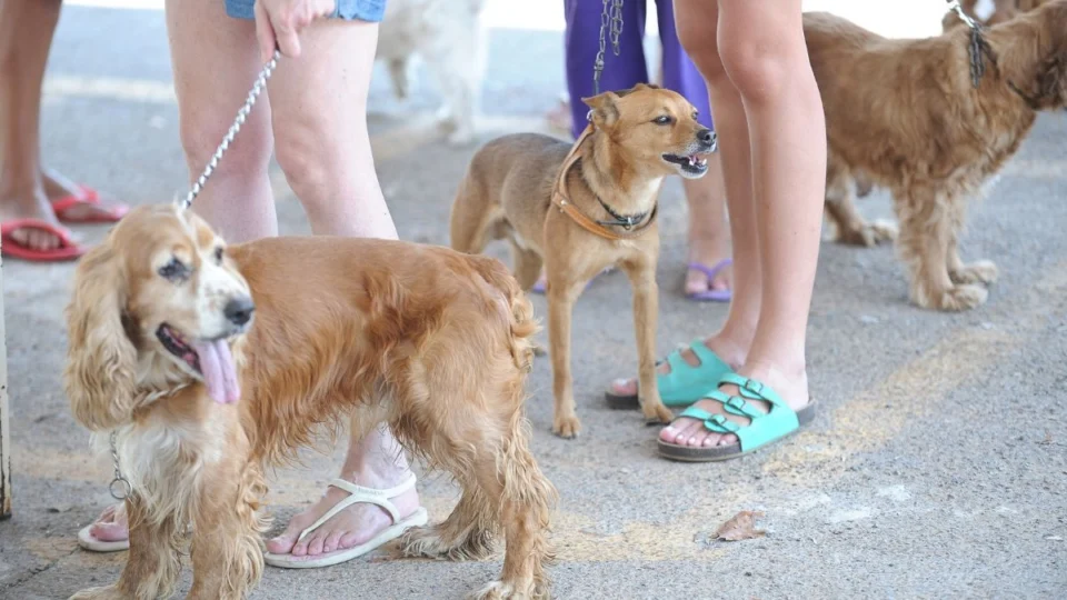 Nova regra aprovada pelo Senado atinge donos de pets; saiba o que deve mudar
