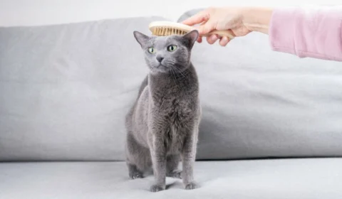 Veja a importância de escovar os pelos dos animais