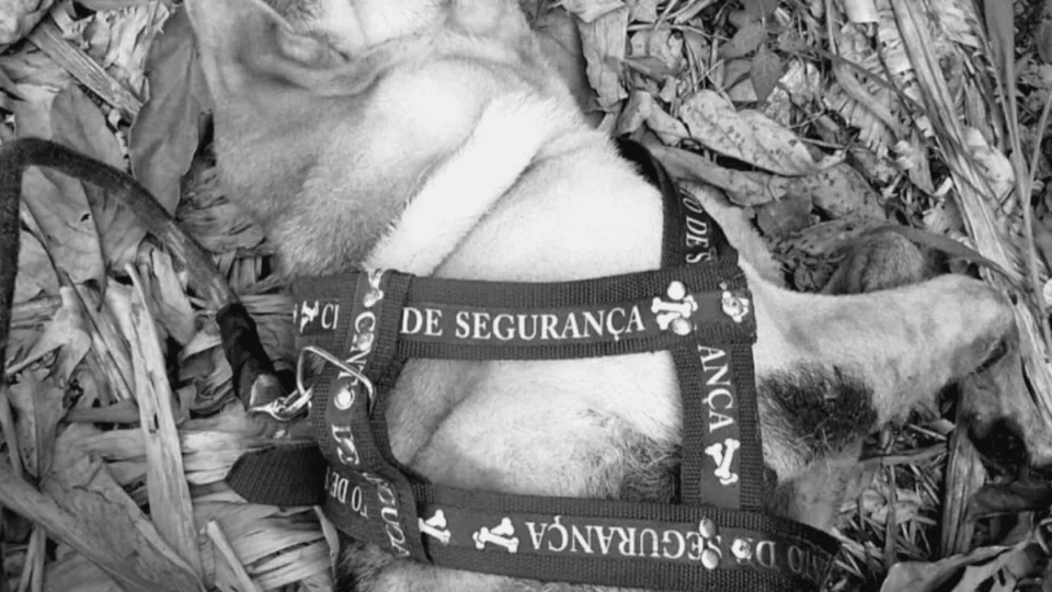 Cachorro morre durante viagem de Manaus e família denuncia falta de cuidado