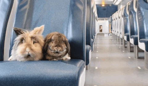 Justiça autoriza transporte de coelho em cabine de avião com os tutores