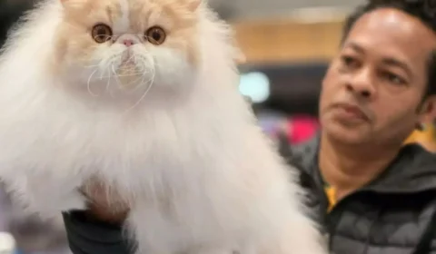 Conheça Max, gato brasileiro vencedor do concurso mundial de felinos