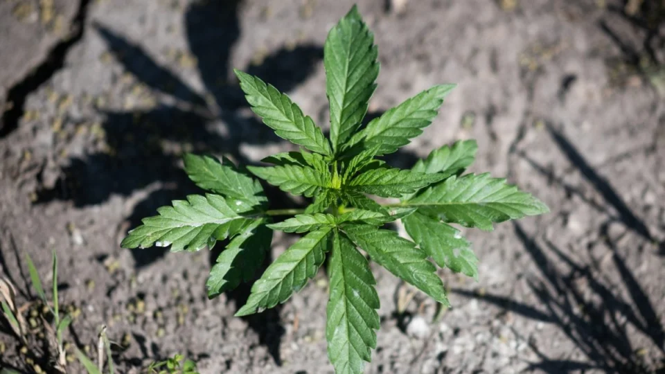 Distribuição de medicamentos à base de canabidiol é aprovada no Amazonas