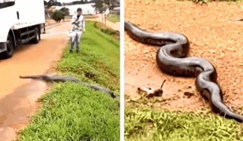 Motoristas param em rodovia para sucuri gigante atravessar pista; veja vídeo