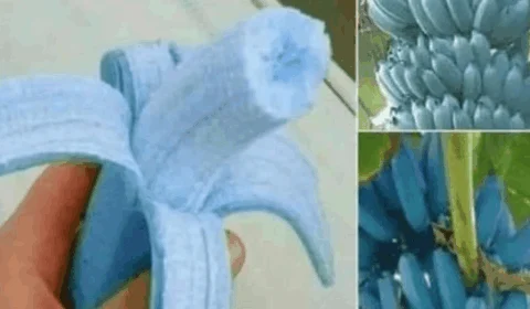 Banana azul existe: Conheça a fruta que tem gosto de baunilha e parece sorvete