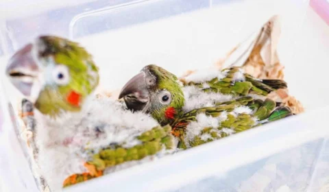 Nascem duas araras de espécie rara e em extinção no Zoológico de Brasília