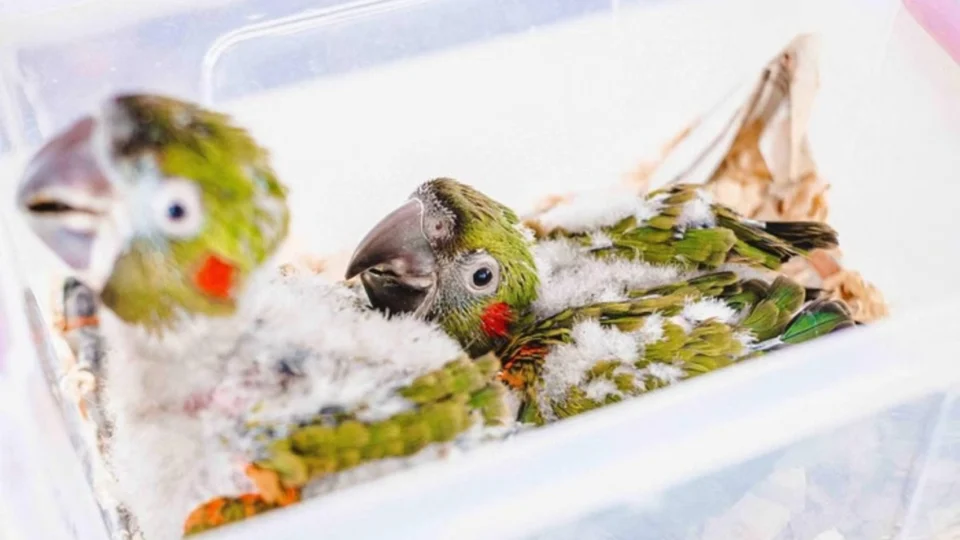 Nascem duas araras de espécie rara e em extinção no Zoológico de Brasília