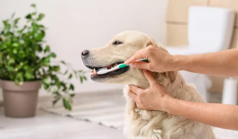 8 dicas para o cachorro envelhecer com mais saúde