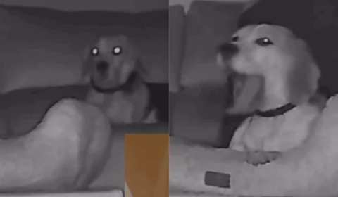 VÍDEO: cachorro tenta disfarçar o que fez de errado e câmera de segurança registra tudo