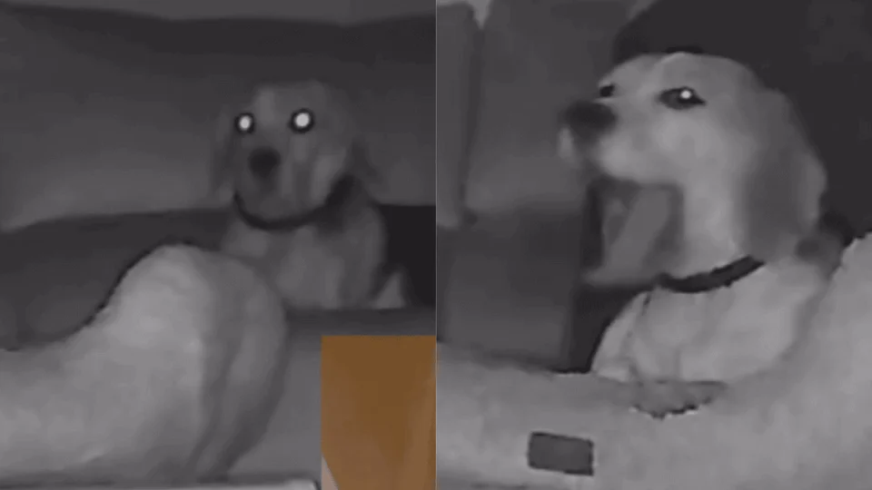 VÍDEO: cachorro tenta disfarçar o que fez de errado e câmera de segurança registra tudo