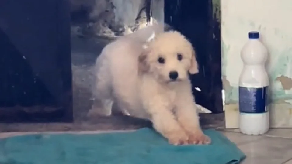 VÍDEO: cachorro arteiro dribla castigo com plano engenhoso e viraliza
